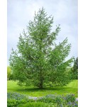 Модрина японська|Larix kaempferi|Лиственница японская